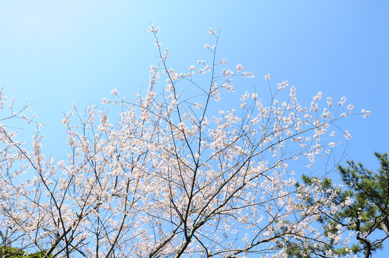 横浜風俗 すべりん棒