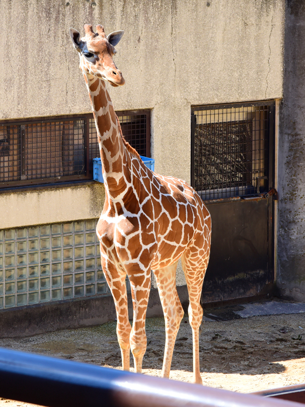 横浜市立野毛山動物園