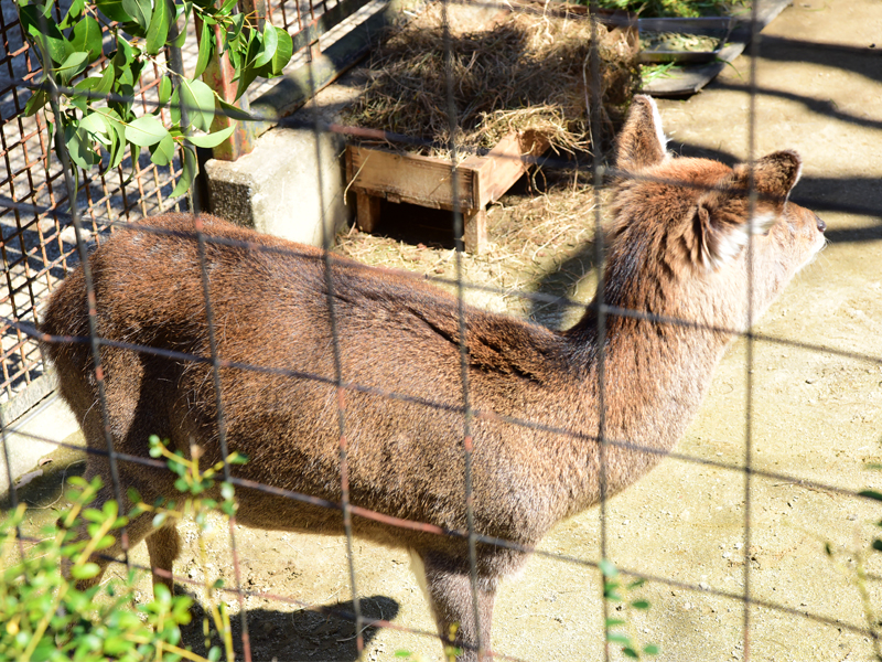 横浜市立野毛山動物園