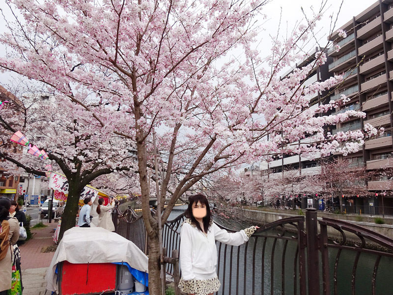 大岡川の桜花見