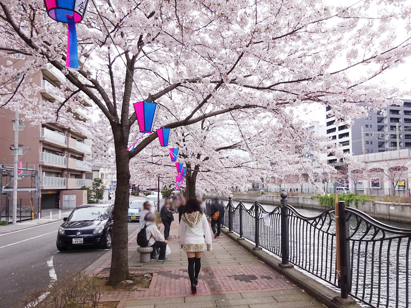 大岡川の桜花見