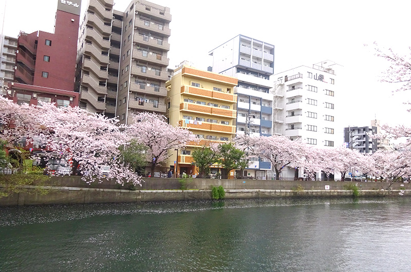 大岡川の桜花見