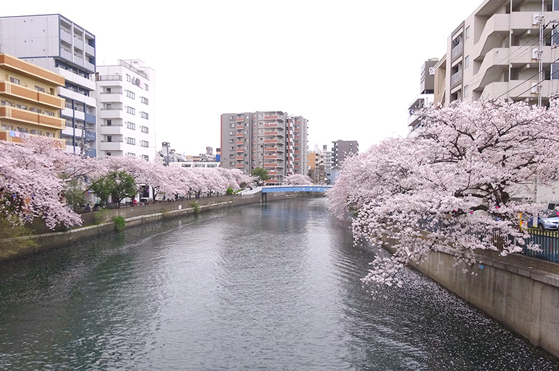 大岡川の桜花見