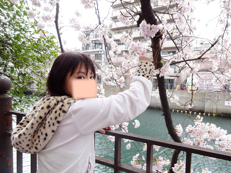 大岡川の桜花見