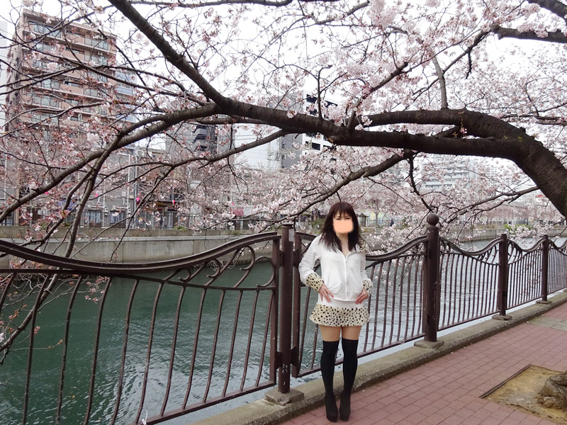 大岡川の桜花見