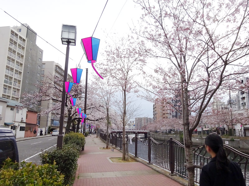 大岡川の桜花見