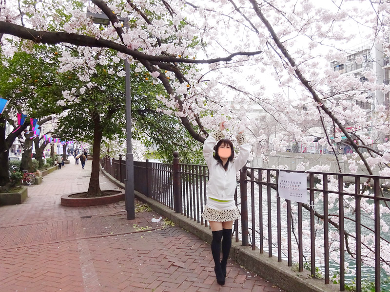 大岡川の桜花見