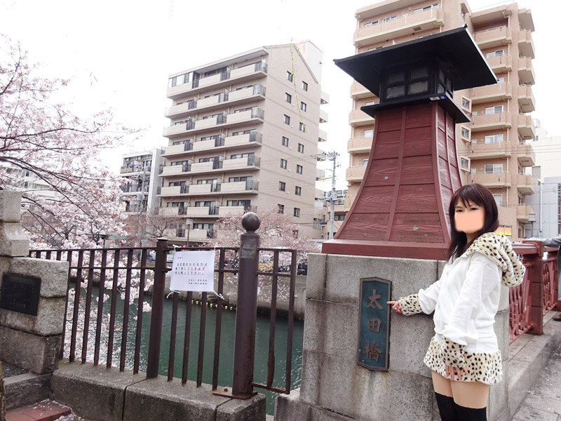 大岡川の桜花見