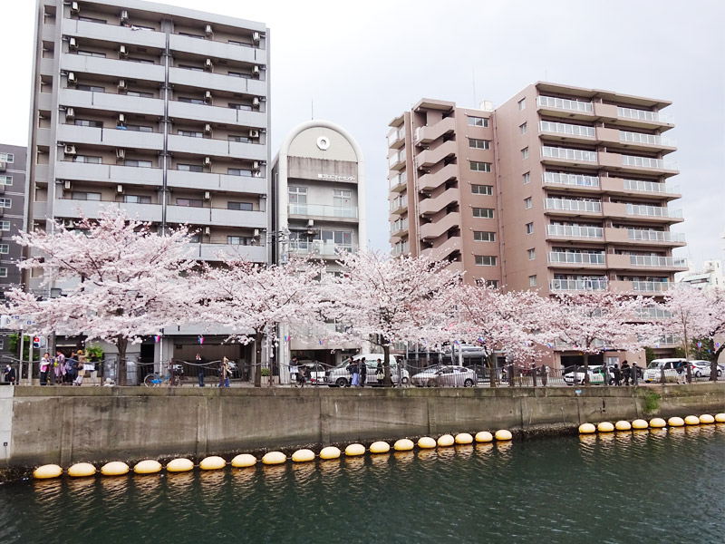 大岡川の桜花見