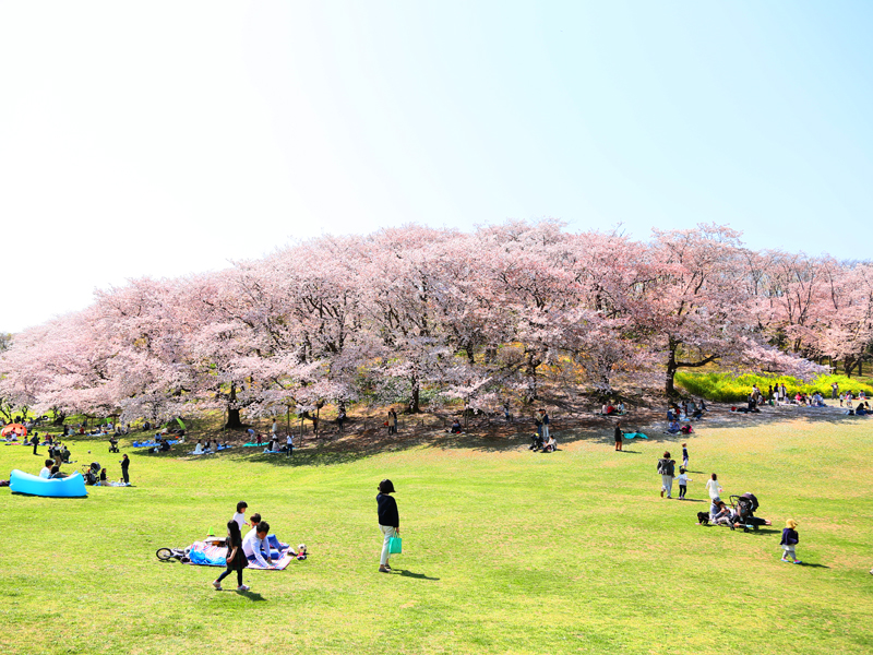 根岸森林公園