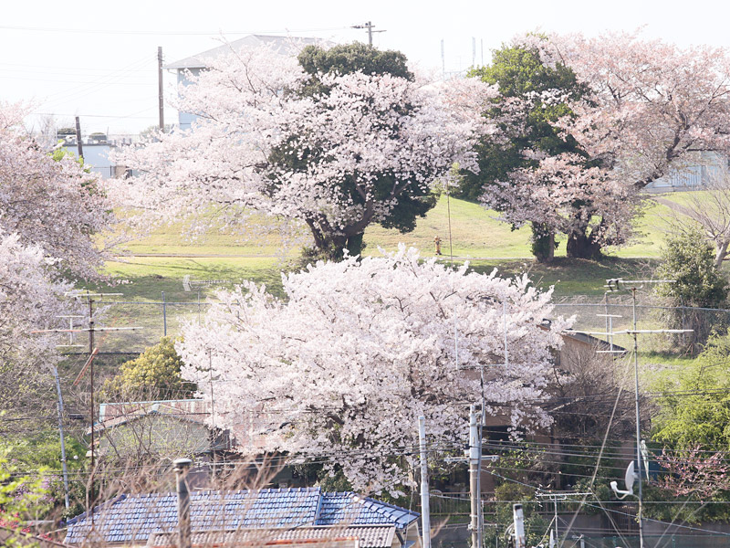 お花見 なめこ治療院 春森いずみ