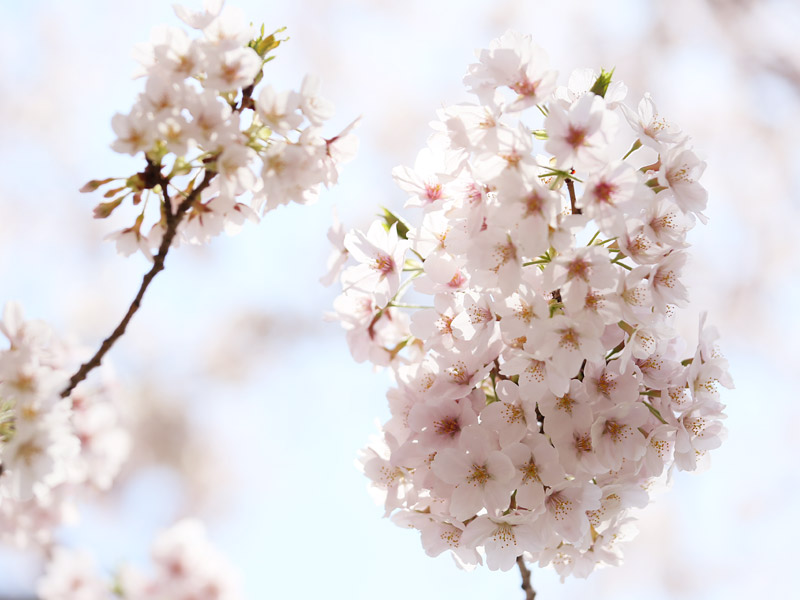 お花見 なめこ治療院 春森いずみ