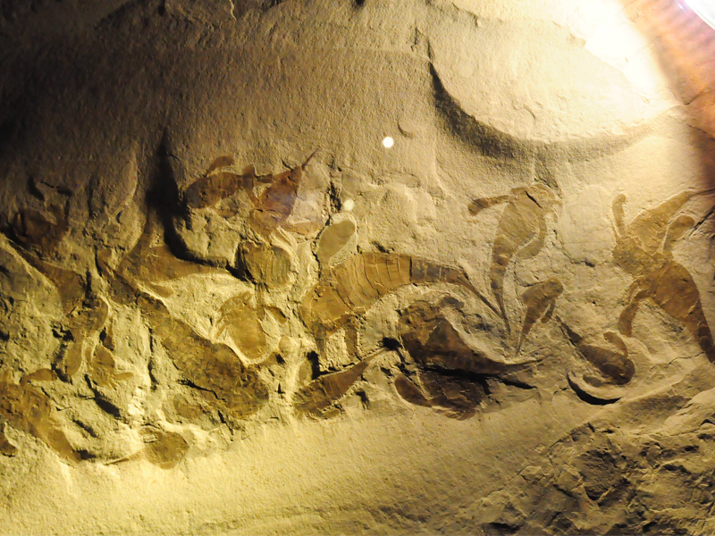 生命の星・地球博物館