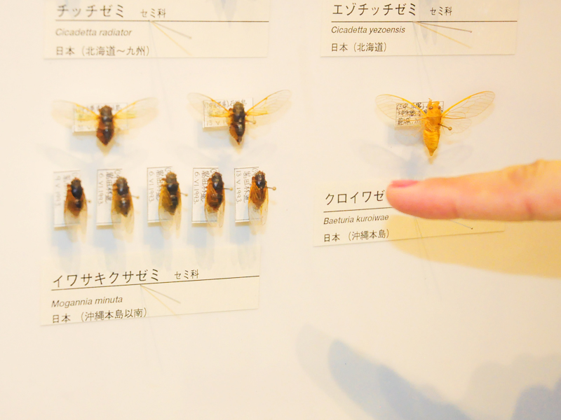 生命の星・地球博物館