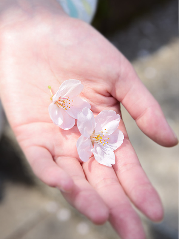 掃部山公園でお花見してきた。