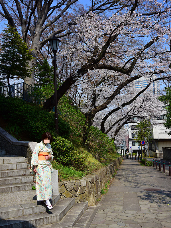 掃部山公園でお花見してきた。