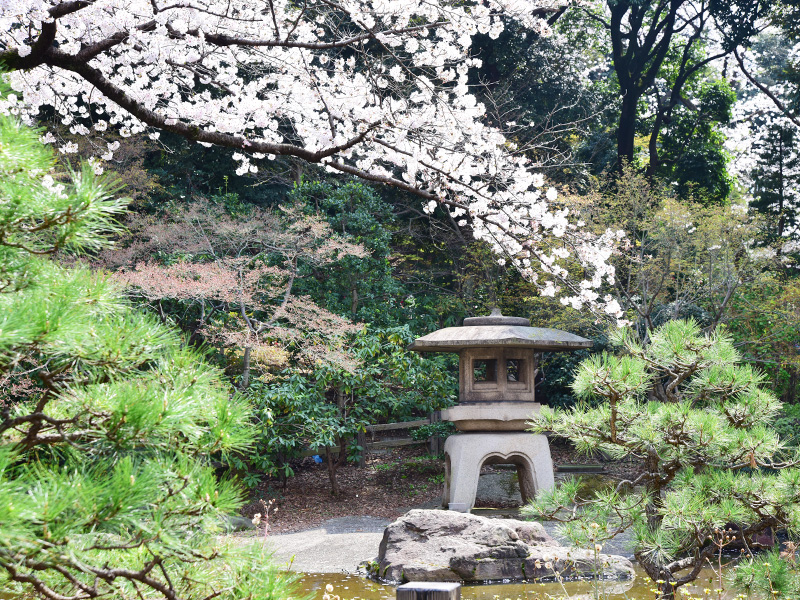 掃部山公園でお花見してきた。