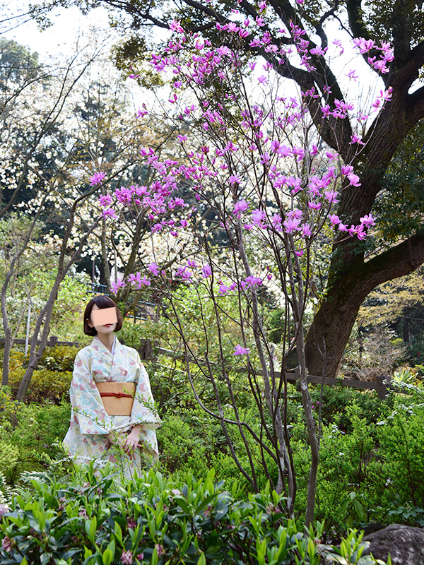 掃部山公園でお花見してきた。