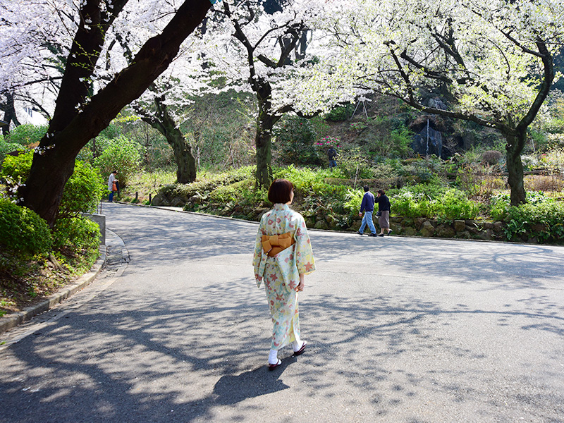掃部山公園でお花見してきた。