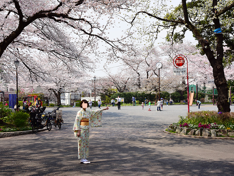 掃部山公園でお花見してきた。