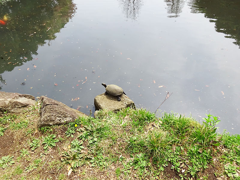 根岸森林公園 立花わかな