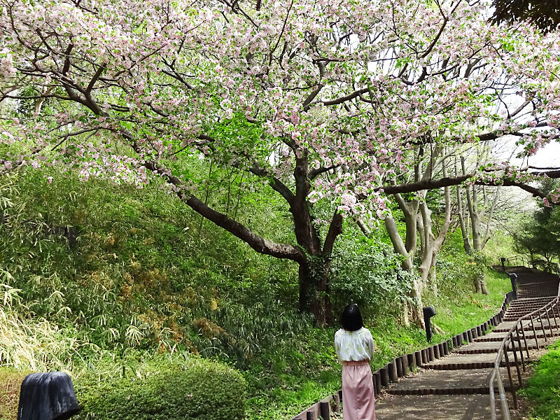 根岸森林公園 立花わかな