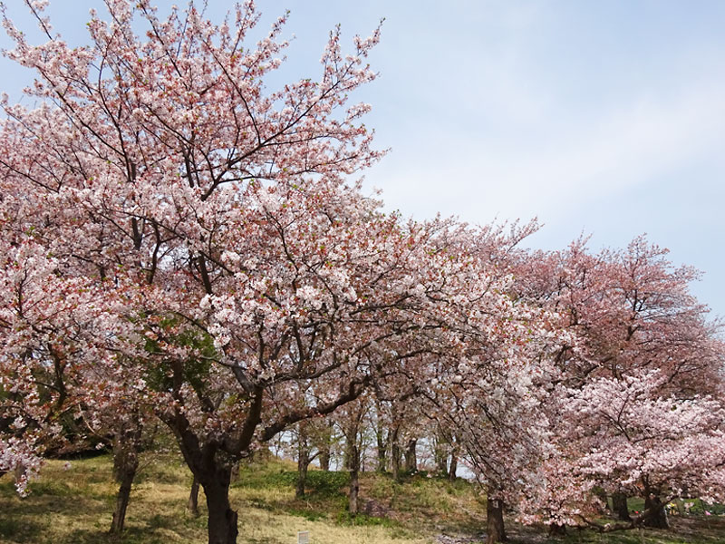 根岸森林公園 立花わかな