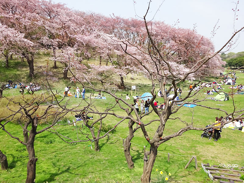 根岸森林公園 立花わかな