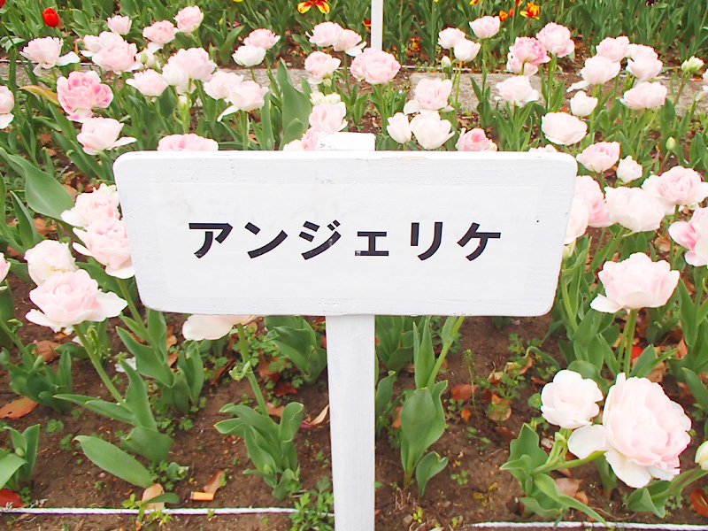 横浜公園