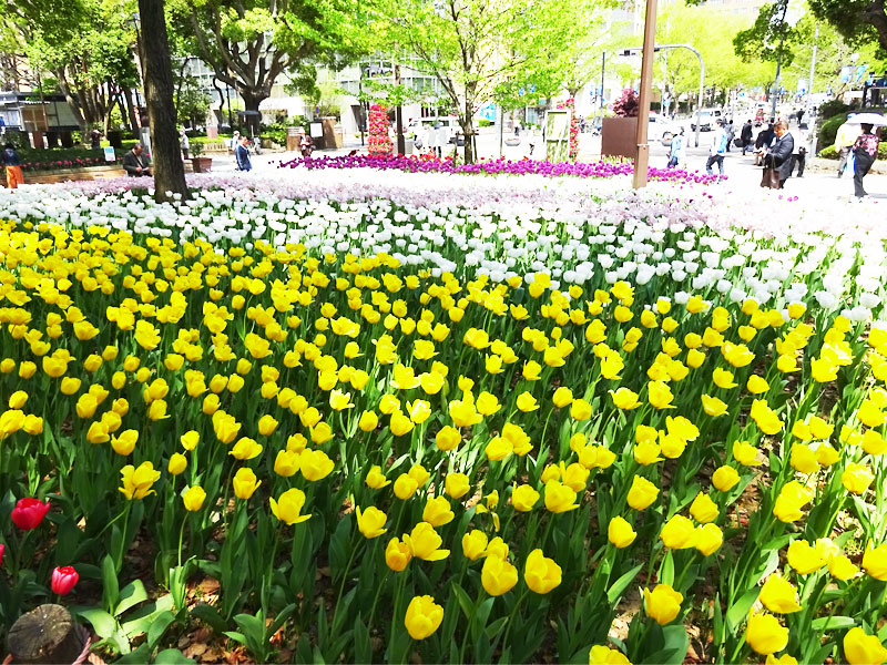 ぶら散歩横浜公園・堀ちえみ