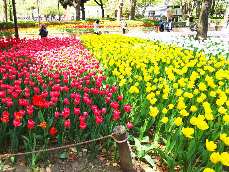 ぶら散歩横浜公園・堀ちえみ