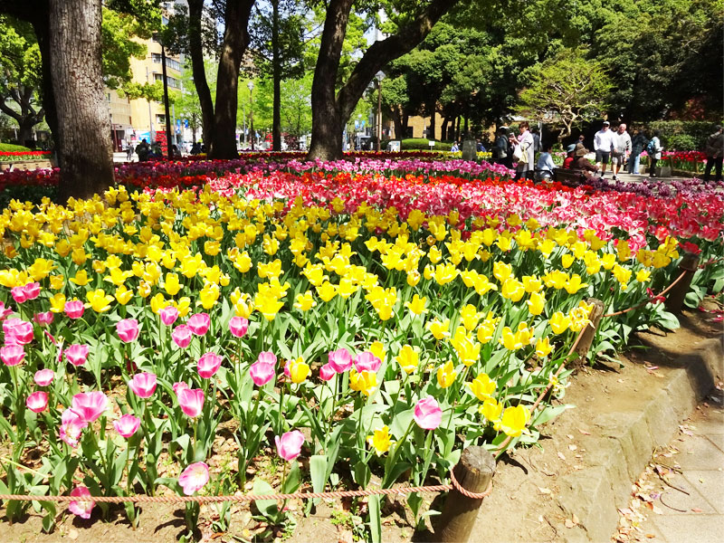 ぶら散歩横浜公園・堀ちえみ