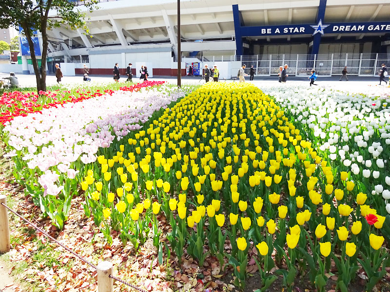 ぶら散歩横浜公園・堀ちえみ
