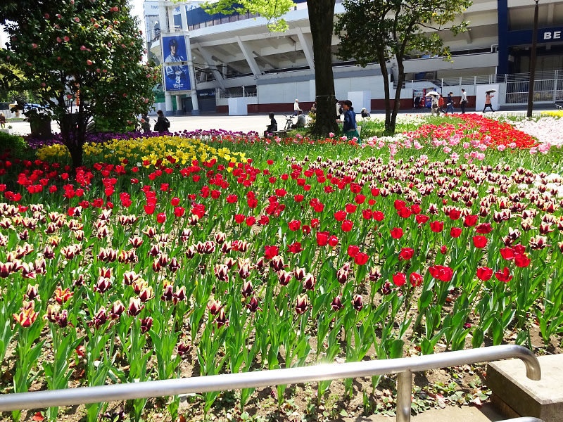 ぶら散歩横浜公園・堀ちえみ
