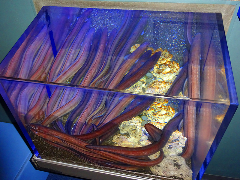 八景島シーパラダイス