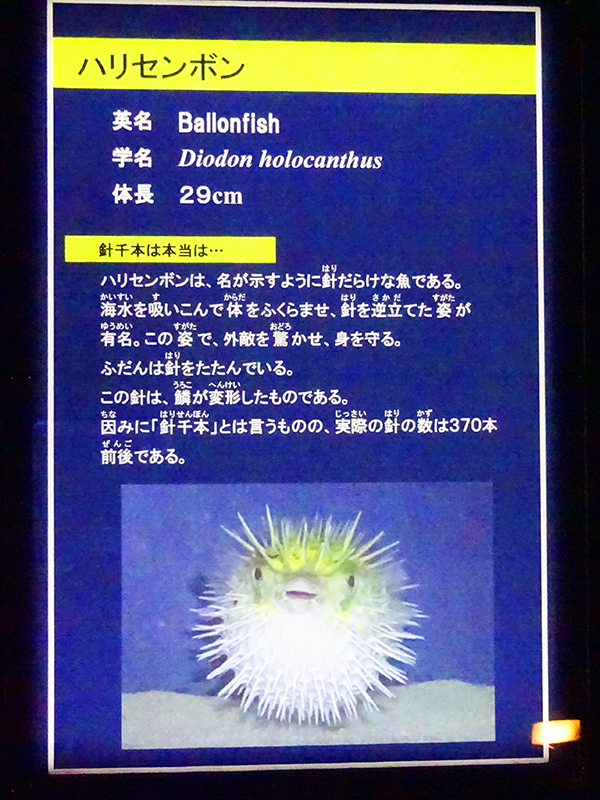 八景島シーパラダイス