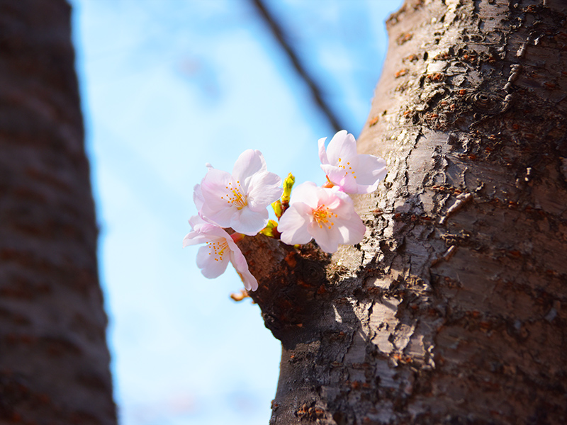 お花見ぶら散歩