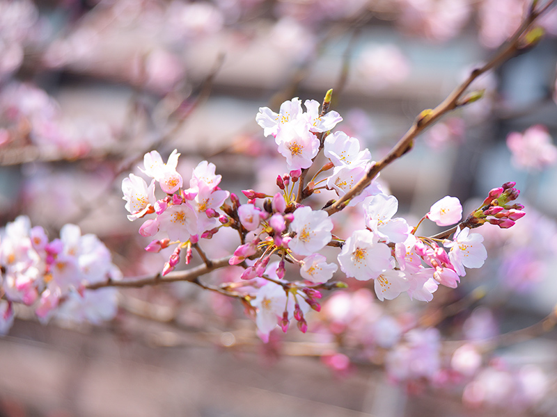 お花見ぶら散歩