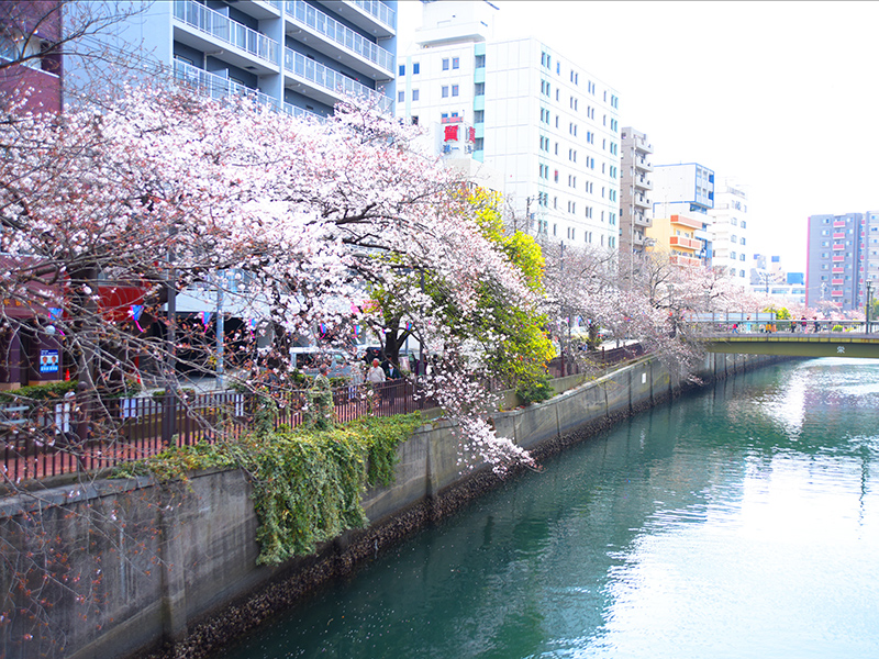 お花見ぶら散歩