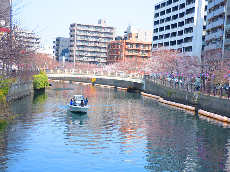 お花見ぶら散歩